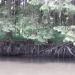 Racines de sapins sur la berge