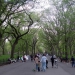 The Mall et ses ormes, Central Park