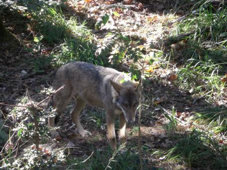 Loup mâle