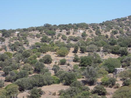 terrasses de culture d'oliviers à Nyssiros