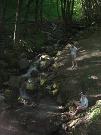 Un torrent en forêt