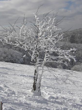 Arbre gelé en bord de piste