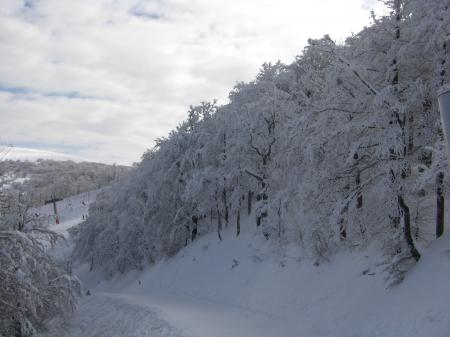 Forêt à La Bresse