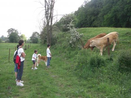 Coyote et les vaches (acte I)