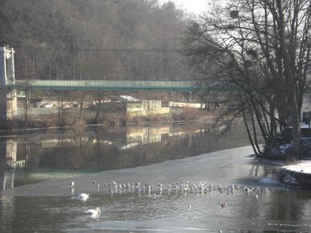 Les oiseaux se regroupent sur la glace de la Meuse