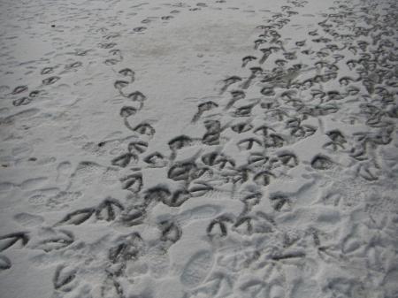 Traces de cygnes sur la neige