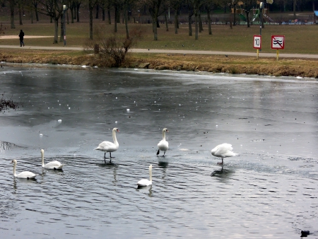 Cygnes sur le canal gelé à Metz