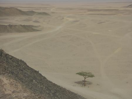 Un arbre dans le désert près d'Hurghada
