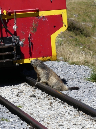 Marmotte devant le train