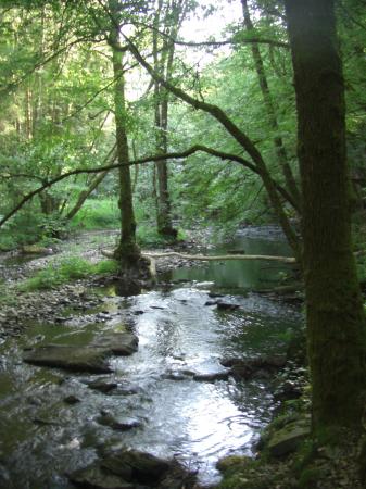 Le ruisseau des Aleines en sous-bois