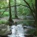 Le ruisseau des Aleines en sous-bois