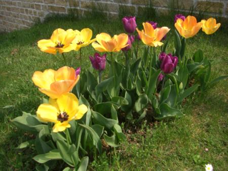 tulipes bicolores