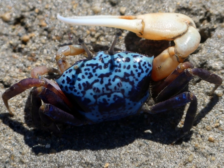 crabe à Sanur
