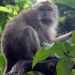 macaque à Ubud
