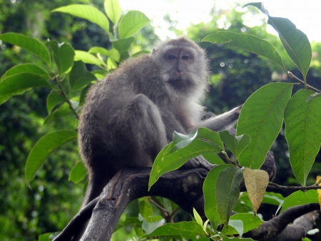 macaque à Ubud