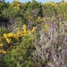 maquis fleuri sur Punta Guardiola
