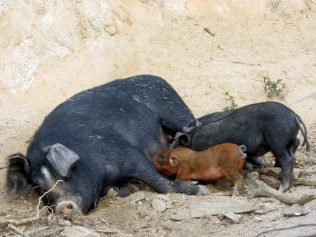 cochons au bord de la route