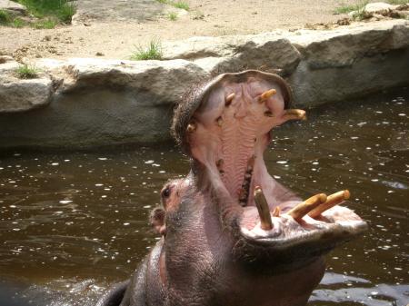 Hippopotame à Amnéville