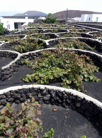 culture de vignes à Yaiza