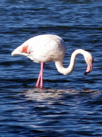 flamant rose