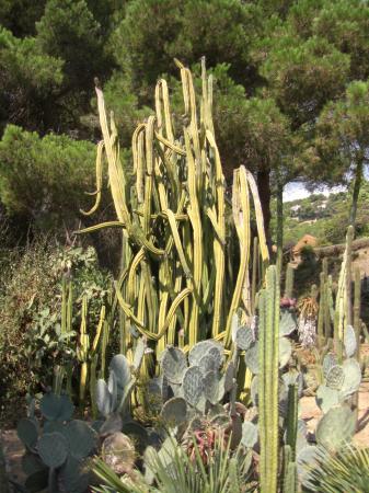 Cactus de Pinya de Rosa