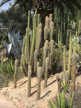 Cactus de Pinya de Rosa