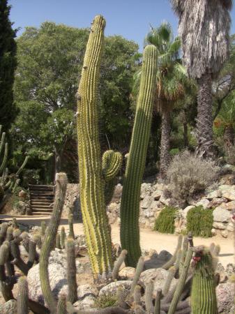 Cactus de Pinya de Rosa