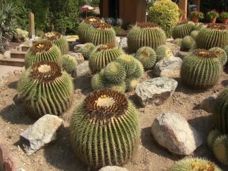 Cactus de Pinya de Rosa