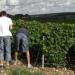 Vendanges près d'Essoyes