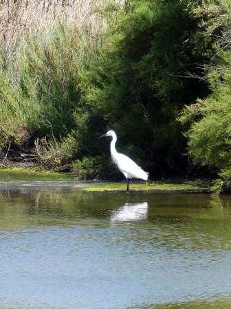 Aigrette